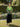 Sangeneri Shirt Collar with Hakoba Yoke Tunic