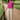 Female wearing a Pink Solid Color Fusion Halterneck Neckline Top