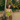 Female wearing a Leaf Green Solid Color Western Strapless Neckline Top