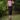 Female wearing a Lavender Solid Color Western Halterneck Neckline Top